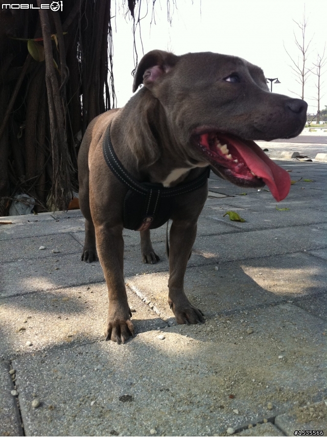 我家的藍色斯塔福郡鬥牛梗Staffordshire Bull Terrier,PIYO!
