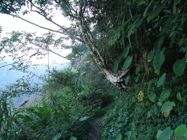 10/22南瀛巡旅之梅嶺(梅峰古道武龍殿步道)