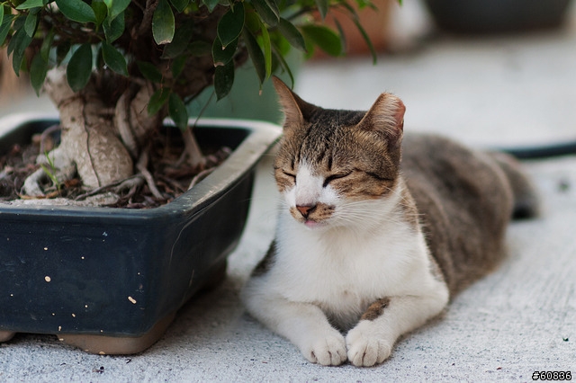 samyang 85mm f/1.4隨拍