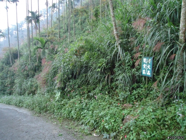 10/22南瀛巡旅之梅嶺(梅峰古道武龍殿步道)