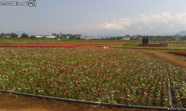 2011台中新社花海節暨花毯節 602旅26開放