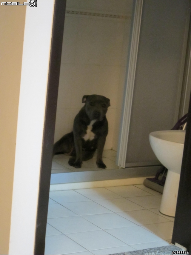 我家的藍色斯塔福郡鬥牛梗Staffordshire Bull Terrier,PIYO!