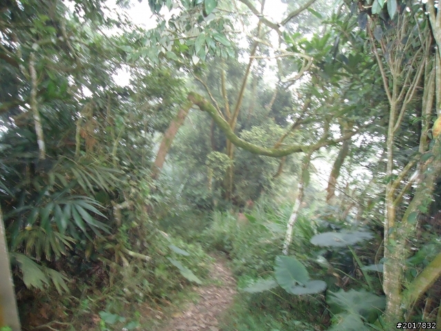 10/22南瀛巡旅之梅嶺(梅峰古道武龍殿步道)