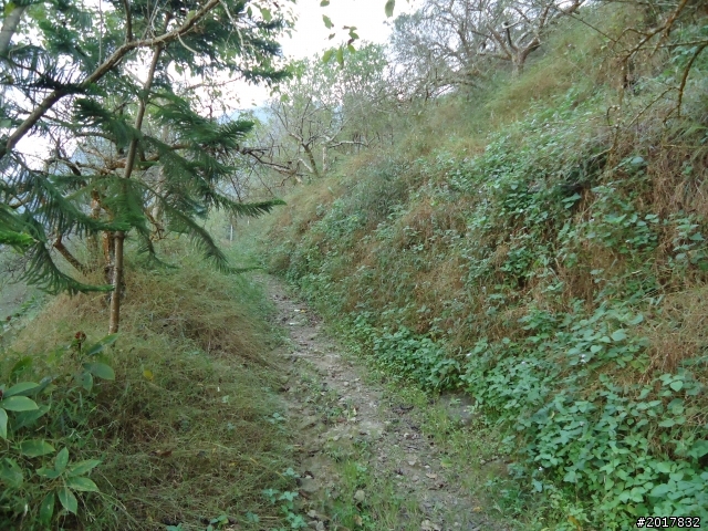 10/22南瀛巡旅之梅嶺(梅峰古道武龍殿步道)