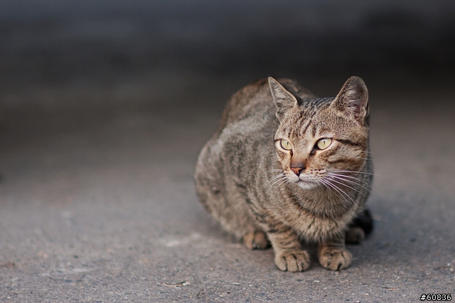 samyang 85mm f/1.4隨拍