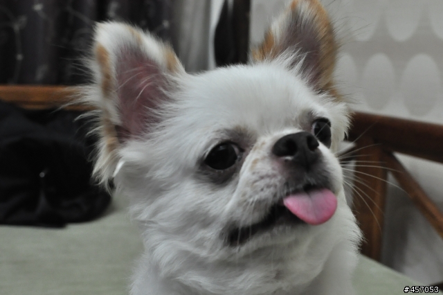 我終於把妳娶進來....Carl Zeiss Distagon 1.4/35 ZF.2 T*