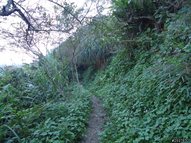 10/22南瀛巡旅之梅嶺(梅峰古道武龍殿步道)