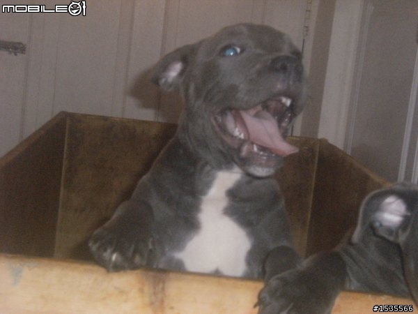 我家的藍色斯塔福郡鬥牛梗Staffordshire Bull Terrier,PIYO!