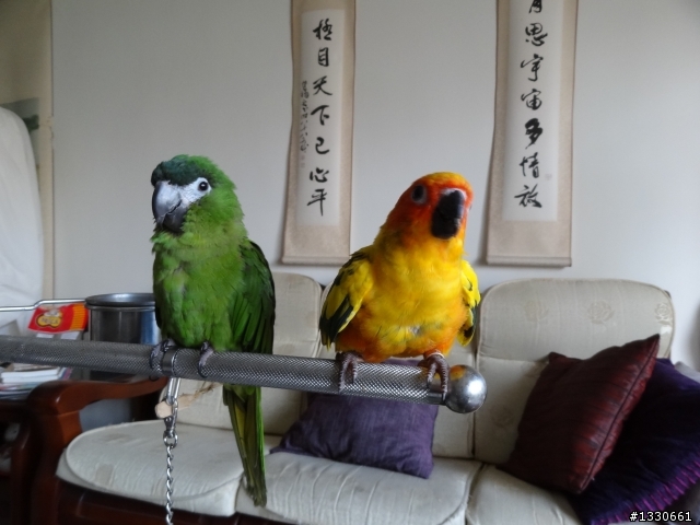 <新增>我家鸚鵡一家四口!新成員肩金剛四個多月大!