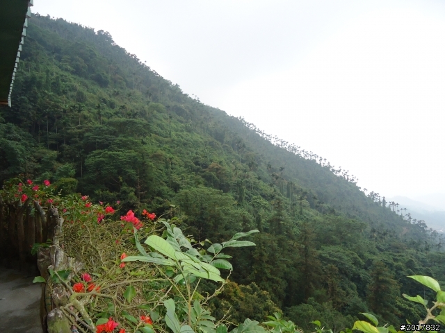 10/22南瀛巡旅之梅嶺(梅峰古道武龍殿步道)