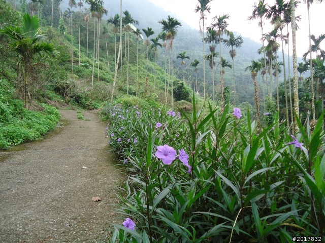 10/22南瀛巡旅之梅嶺(梅峰古道武龍殿步道)