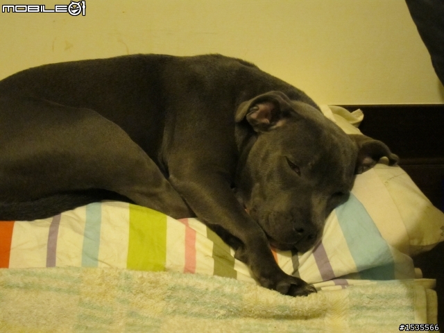 我家的藍色斯塔福郡鬥牛梗Staffordshire Bull Terrier,PIYO!
