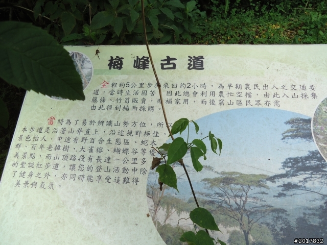 10/22南瀛巡旅之梅嶺(梅峰古道武龍殿步道)