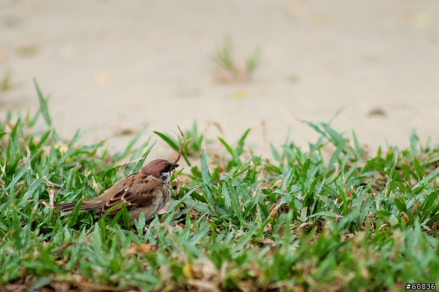 samyang 85mm f/1.4隨拍