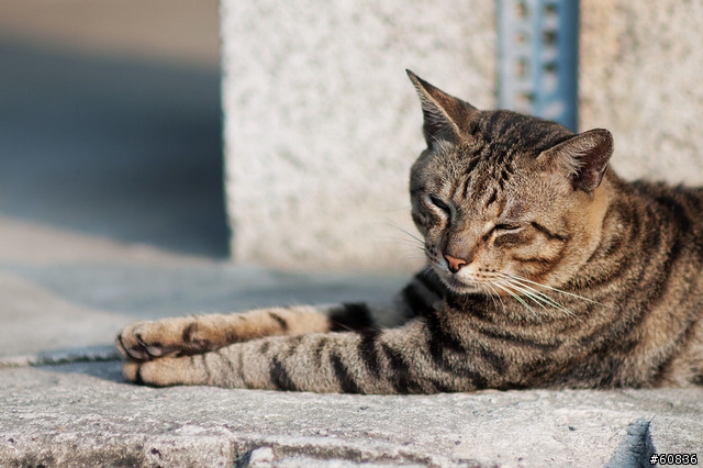 samyang 85mm f/1.4隨拍