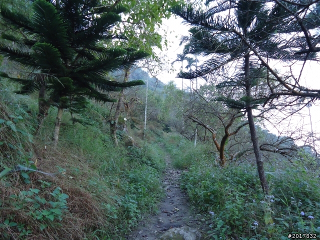 10/22南瀛巡旅之梅嶺(梅峰古道武龍殿步道)
