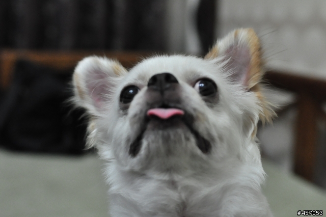 我終於把妳娶進來....Carl Zeiss Distagon 1.4/35 ZF.2 T*