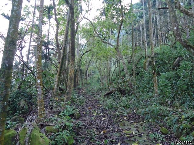 10/22南瀛巡旅之梅嶺(梅峰古道武龍殿步道)