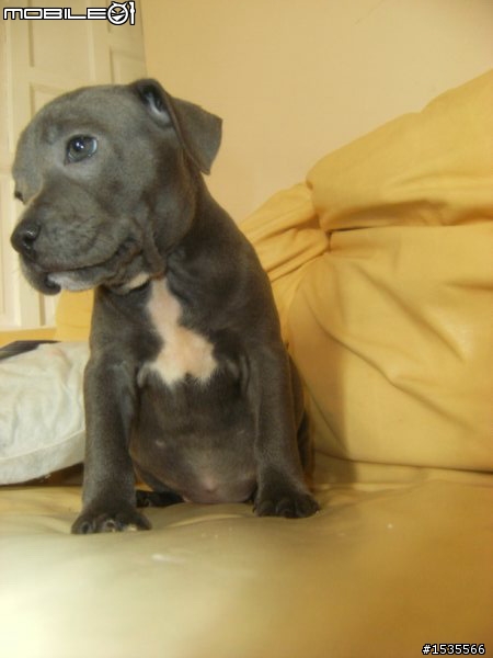 我家的藍色斯塔福郡鬥牛梗Staffordshire Bull Terrier,PIYO!