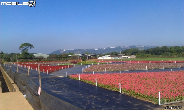 2011台中新社花海節暨花毯節 602旅26開放