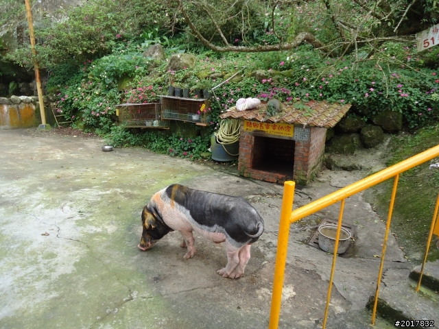 10/22南瀛巡旅之梅嶺(梅峰古道武龍殿步道)
