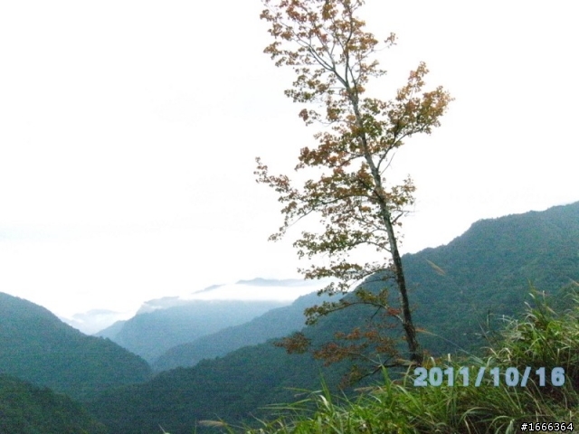 PGO TIGRA之挑戰--------司馬庫斯