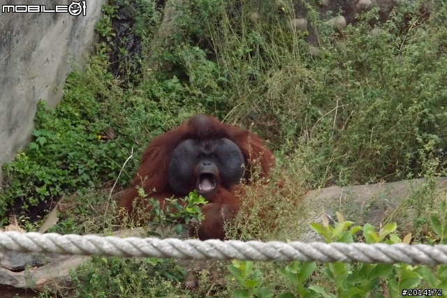 日日村~動物園一日遊