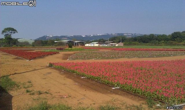 2011台中新社花海節暨花毯節 602旅26開放