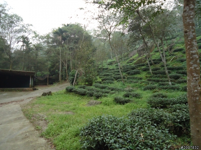 10/22南瀛巡旅之梅嶺(梅峰古道武龍殿步道)