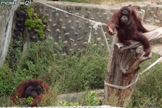 日日村~動物園一日遊