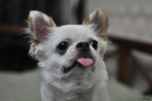 我終於把妳娶進來....Carl Zeiss Distagon 1.4/35 ZF.2 T*