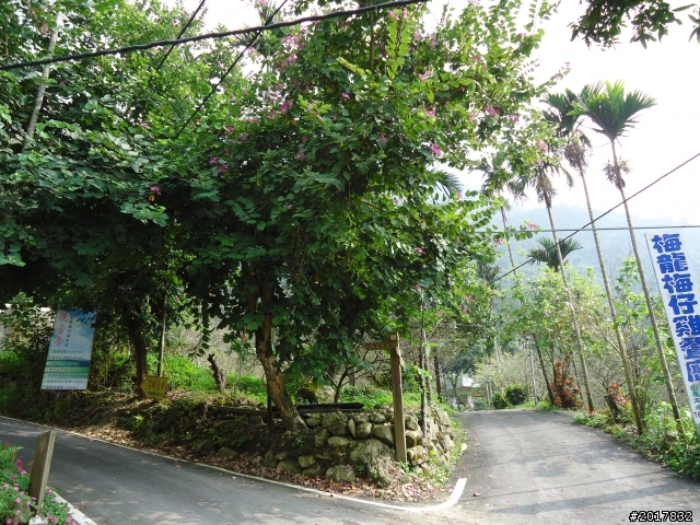 10/22南瀛巡旅之梅嶺(梅峰古道武龍殿步道)