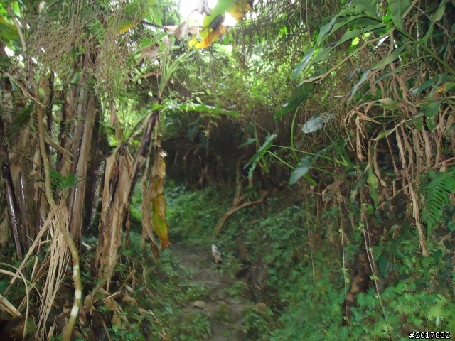 10/22南瀛巡旅之梅嶺(梅峰古道武龍殿步道)