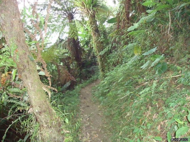 10/22南瀛巡旅之梅嶺(梅峰古道武龍殿步道)