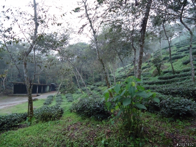 10/22南瀛巡旅之梅嶺(梅峰古道武龍殿步道)