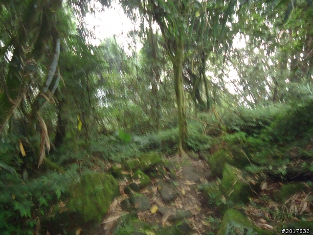 10/22南瀛巡旅之梅嶺(梅峰古道武龍殿步道)