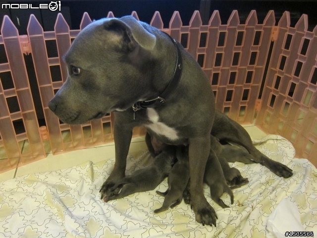 我家的藍色斯塔福郡鬥牛梗Staffordshire Bull Terrier,PIYO!