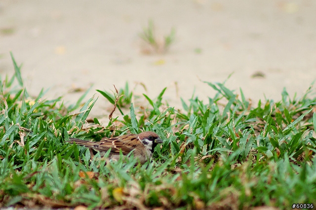 samyang 85mm f/1.4隨拍