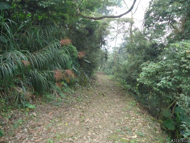 10/22南瀛巡旅之梅嶺(梅峰古道武龍殿步道)