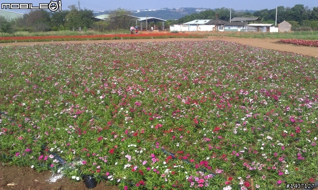 2011台中新社花海節暨花毯節 602旅26開放