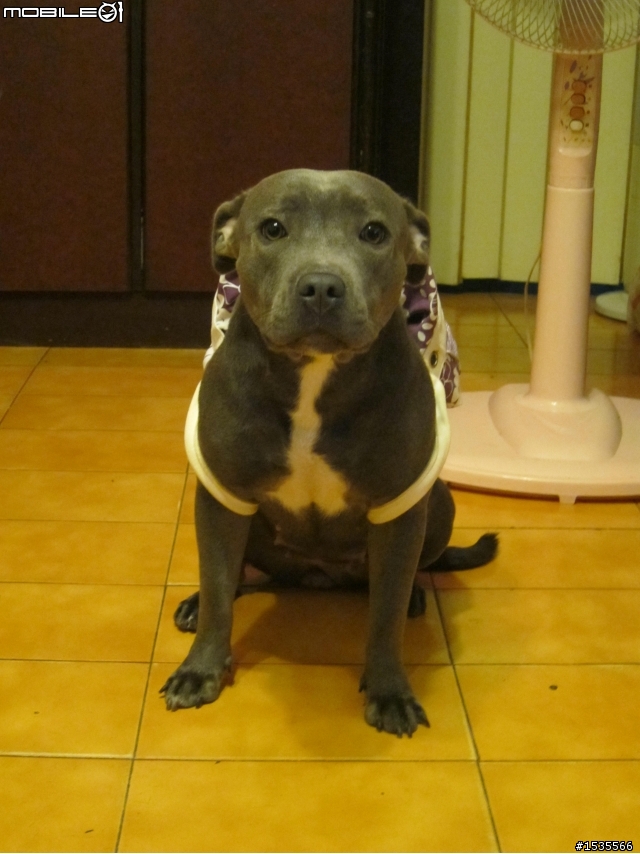 我家的藍色斯塔福郡鬥牛梗Staffordshire Bull Terrier,PIYO!