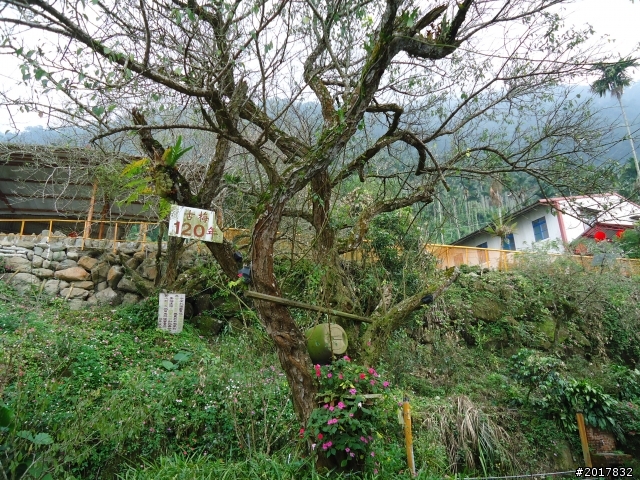10/22南瀛巡旅之梅嶺(梅峰古道武龍殿步道)