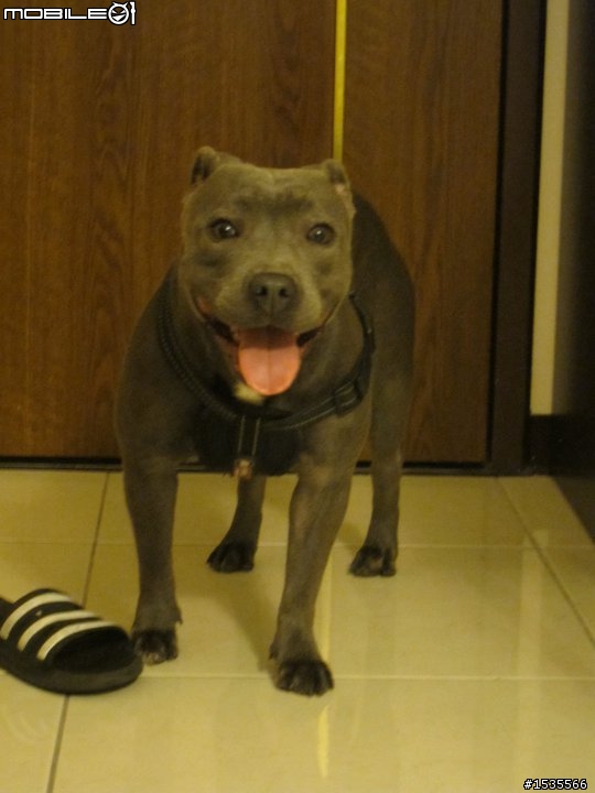 我家的藍色斯塔福郡鬥牛梗Staffordshire Bull Terrier,PIYO!