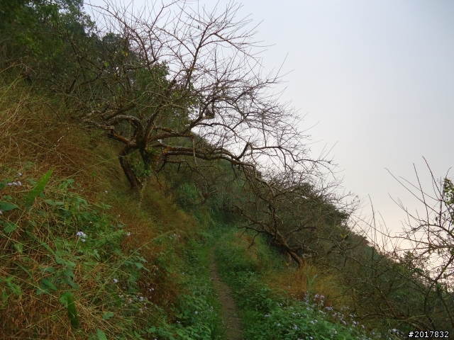10/22南瀛巡旅之梅嶺(梅峰古道武龍殿步道)