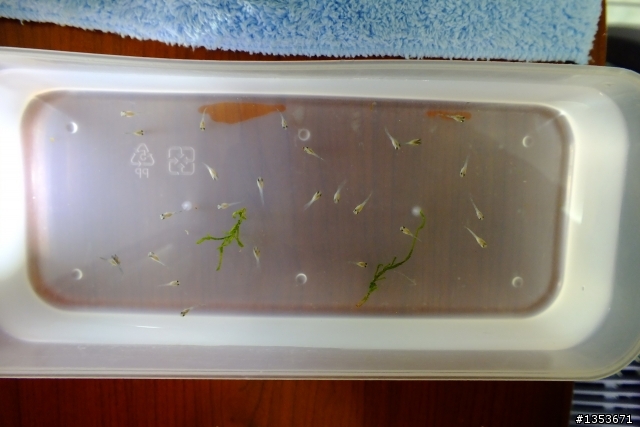 我家的母孔雀魚正在生產中…(二天二隻母魚共生了60隻小魚…終於接生完了!)
