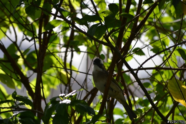 Nikon AF-S 55-200mm VR 大樓