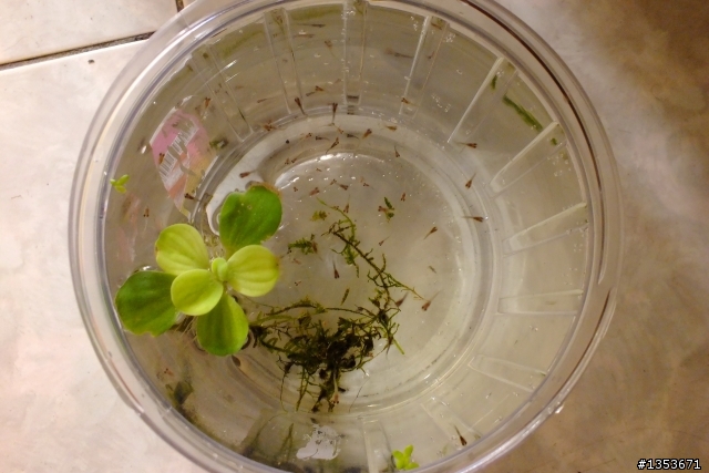 我家的母孔雀魚正在生產中…(二天二隻母魚共生了60隻小魚…終於接生完了!)