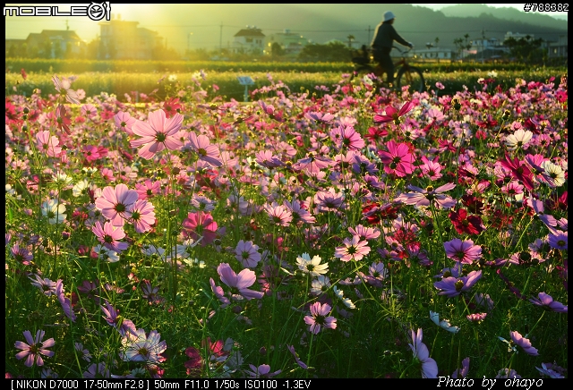 新社花海之 Nikon D7000+105微距 + T116 + A16II 攝影記錄