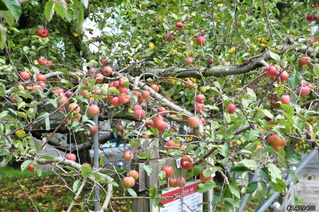 在輕風、薄霧、細雨中奔向福壽山顛