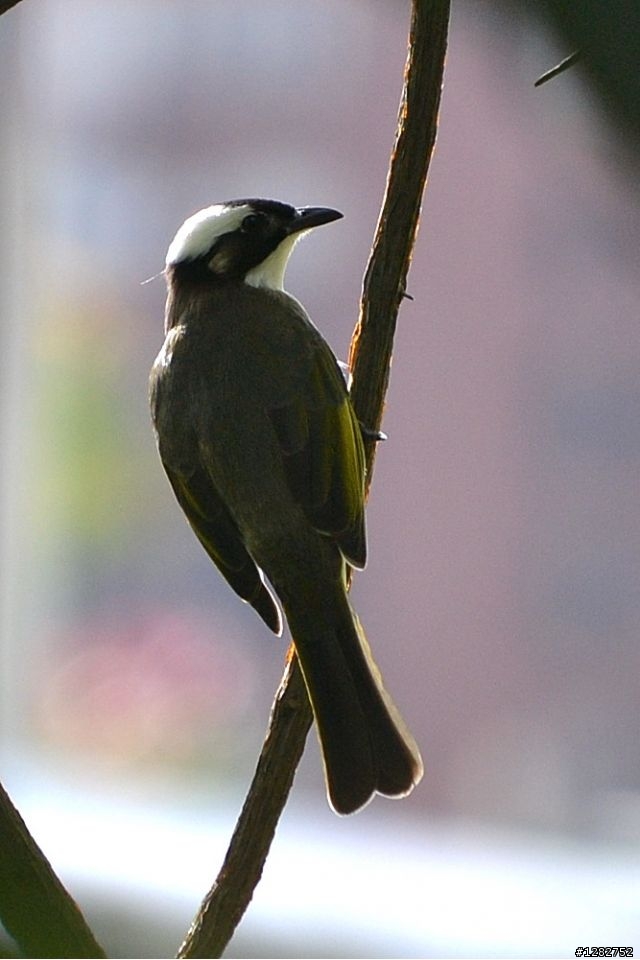 Nikon AF-S 55-200mm VR 大樓
